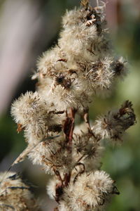 Close-up of wilted plant