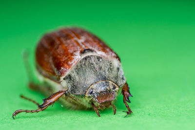 Close-up of insect