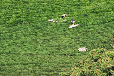 High angle view of farmers working on field