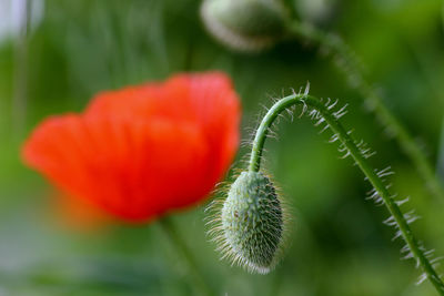 Close-up of flower against blurred background