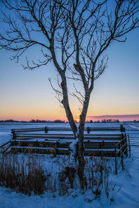 Bare trees on snow covered landscape against sky during sunset