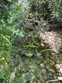 High angle view of plants growing on field