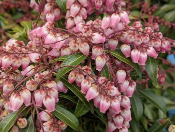 Close-up of pink flowering plant