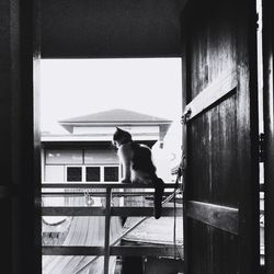 Cat on the balcony