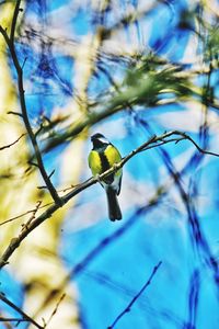 Low angle view of bird perching on tree