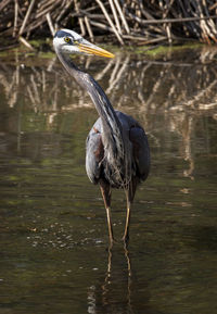 High angle view of gray heron in lake