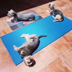 High angle view of cats on tiled floor