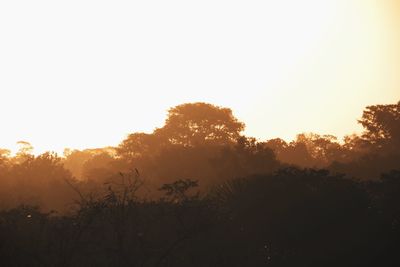 Silhouette trees against clear sky during sunset