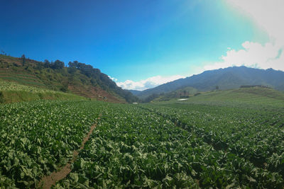 Scenic view of agricultural field against sky