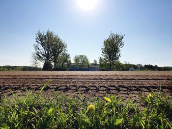 Scenic view of field against clear sky