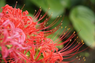 Close-up of red flowers