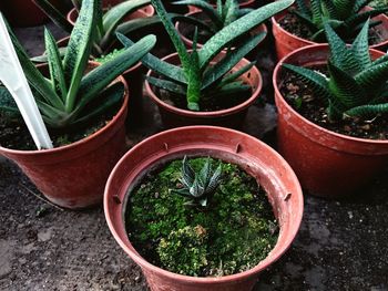 High angle view of potted plants in yard