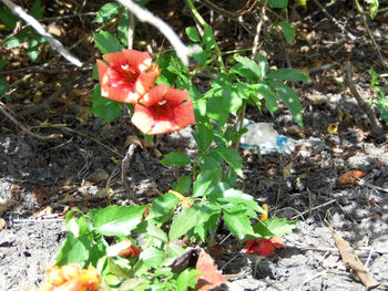 Close-up of red flowers