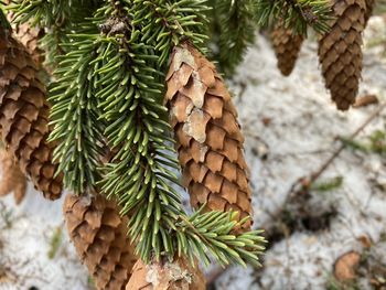 Close-up of pine cone on tree