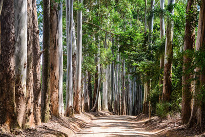 Walkway amidst trees in forest