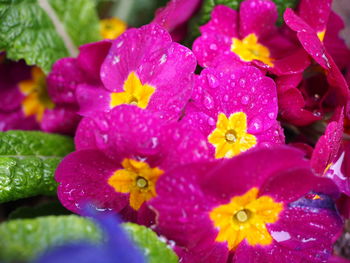 Close-up of wet purple flower