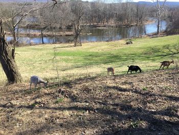 View of sheep grazing in field