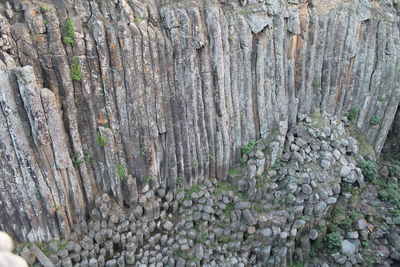 Full frame shot of leaves