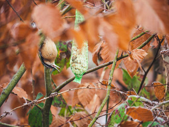 Close-up of bird perching on branch