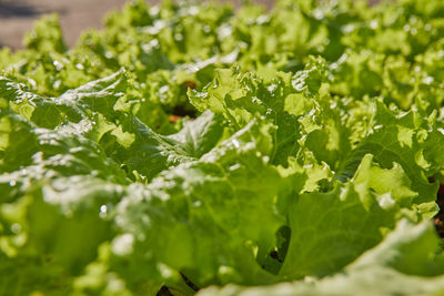 Low angle green lettuce leaves in farm and morning natural light