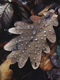 High angle view of raindrops on maple leaf
