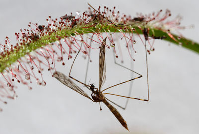 Close-up of insect trapped on cape sundew