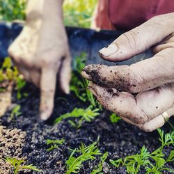 Cropped hands of person gardening at farm