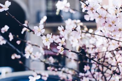 Low angle view of cherry blossoms