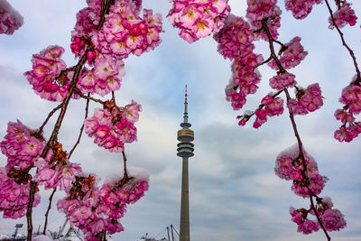 Low angle view of cherry blossoms against sky