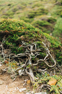 High angle view of moss on field