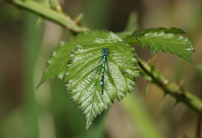Close-up of insect on leaves