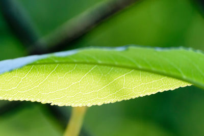 Close-up of water drops on leaf