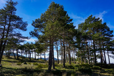 Low angle view of trees in forest against sky