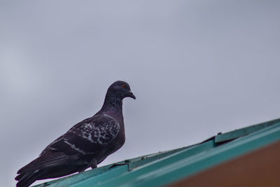 Close-up of bird perching on roof against sky