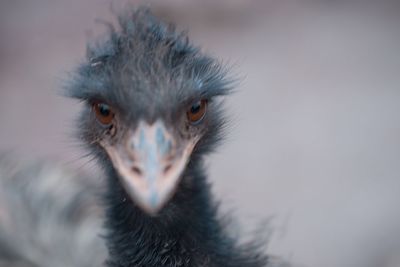 Close-up portrait of bird