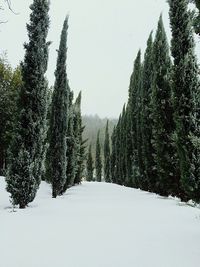 Scenic view of snow covered landscape