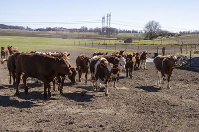 Herd of calf on field