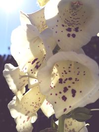 Close-up of white flowers blooming outdoors