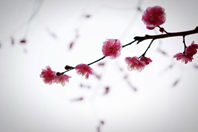 Close-up of pink flowers on tree