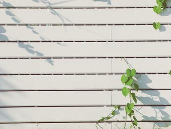 Low angle view of ivy