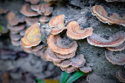 Close-up of mushrooms