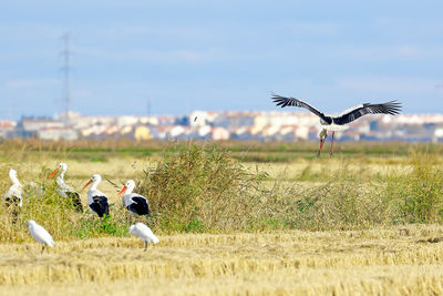 Storks on field against sky