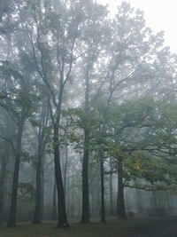 Trees in forest