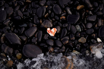 Red heart coral on multicolored black layer rock beach 