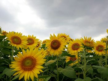 Sunflower field against sky