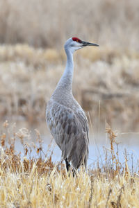 Close-up of a bird on field