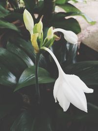 Close-up of white flowering plant