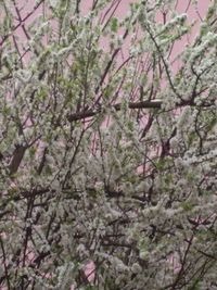 Low angle view of pink flowers on tree