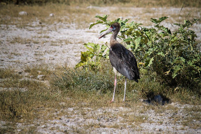 Bird on field