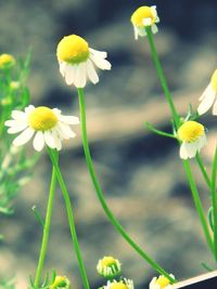 Close-up of yellow flower